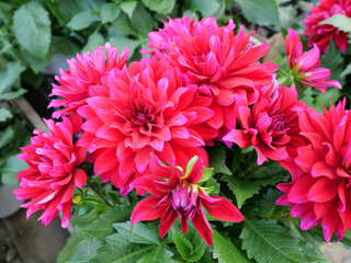 初夏になるとダリアの花が開花する