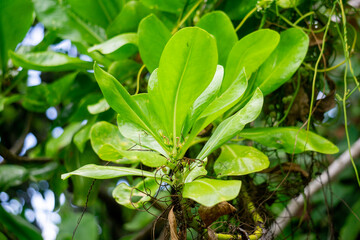 Scaevola taccada (gagabusan, kayu gabus, bunga separuh, beach cabbage, sea lettuce, or beach naupaka). This plant is used to prevent coastal erosion as well as for landscaping