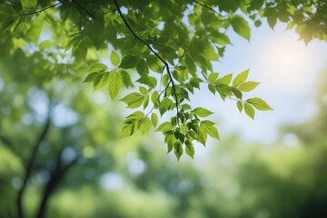 Obraz premium green leaves of the sky