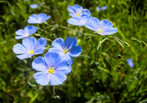 Linum perenne, the perennial flax, blue flax or lint, flowering plant in the family Linaceae, little blue blooming flowers close up macro in meadow, field, soft focus