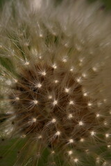 The amazing details of a dandelion flower in a macro photo; Taraxacum officinale