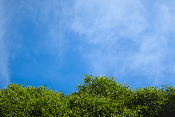 Salix fragilis, crack willow, strong medium-size tree with a round crown and blue sky during spring summer sunny day as natural background
