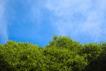 Salix fragilis, crack willow, strong medium-size tree with a round crown and blue sky during spring summer sunny day as natural background