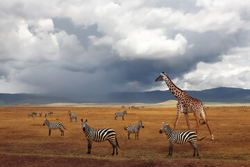 Zebras and giraffe in the Ngorongoro Crater. African safari. Tanzania. Stormy landscape.