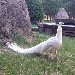 White peacock in garden. background