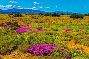 A landscape of the Little Karoo veld in spring after good rains covered by wildflowers and  with the Swartberg Mountains in the background, Western Cape, South Africa