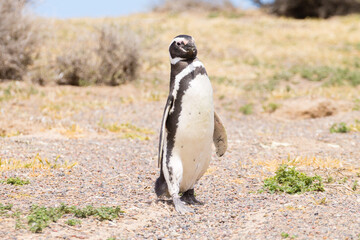 Magellanic penguin close up. Punta Tombo penguin colony, Patagonia