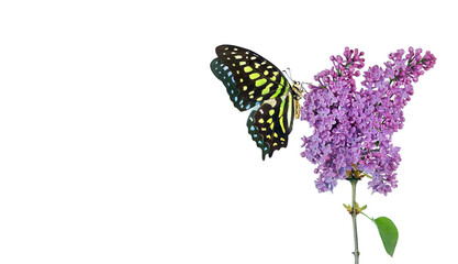 Bright spotted tropical butterfly on purple lilac flowers in water drops isolated on white. Copy...