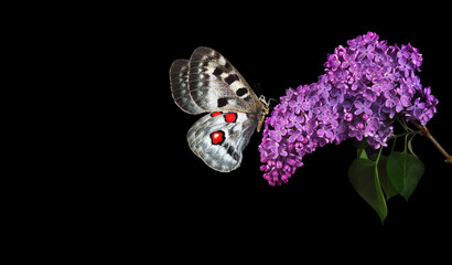 apollo butterfly on purple lilac flowers in water drops isolated on black. butterfly on spring...