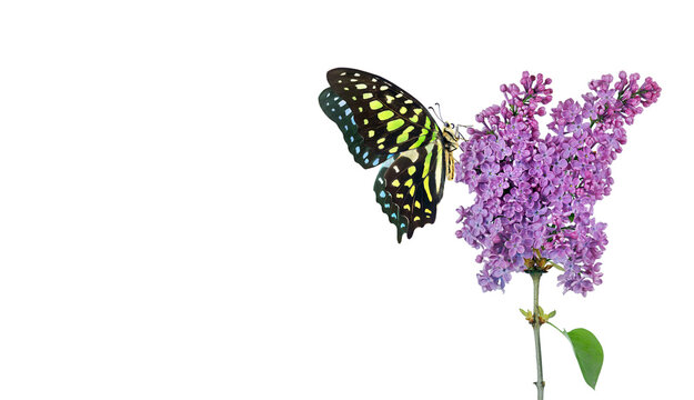 Bright spotted tropical butterfly on purple lilac flowers in water drops isolated on white. Copy space. Graphium agamemnon butterfly. Green-spotted triangle. Tailed green jay.