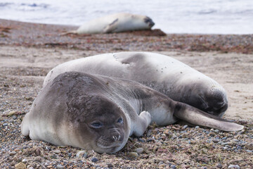 Elephant seal on beach close up, Patagonia, Argentina