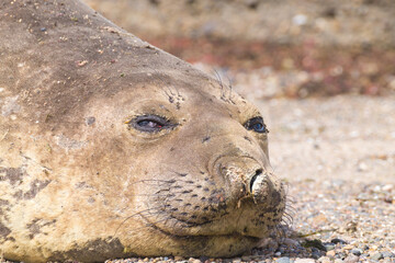 Fototapeta premium Elephant seal on beach close up, Patagonia, Argentina