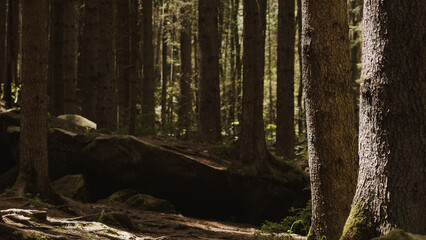 forest trees. nature green wood sunlight backgrounds. panoramic image