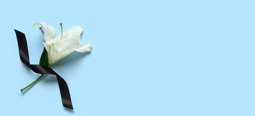 White lily flower with black ribbon on blue background