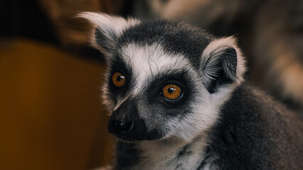 Ring-tailed lemur (Lemur catta) closeup