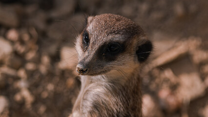 Fototapeta premium Meerkat (Suricata suricatta) in zoo.