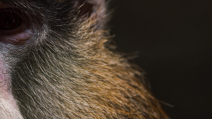 Macro shot of a monkey's head with a black background.