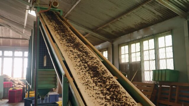 Automated tea processing in factory, with dried leaves traveling up conveyor belt for sifting, sorting stems, ensuring quality. Machinery operates in indoor setting, integral to modern tea production.