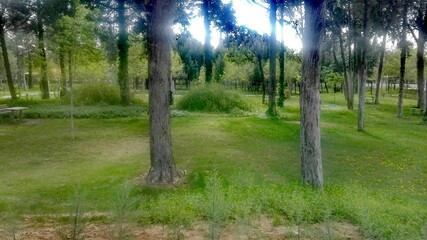 Obraz premium trees in the woods