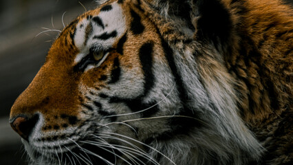Close-up of a tiger in the wild. Panthera tigris altaica
