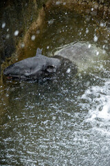 Fototapeta premium Tapir in Water Under Waterfall