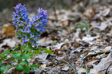 Primroses. Corydalis. Corydalis flowers bloom in early spring in deciduous forests.