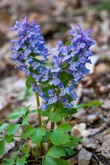Primroses. Corydalis. Corydalis flowers bloom in early spring in deciduous forests.
