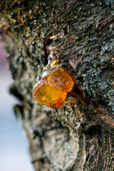 Gummosis in Fruit Trees. Gum and gum of fruit trees
