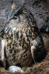 Owl sitting on Nest