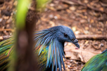 Nicobar Pigeon