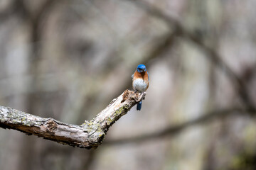 Eastern Bluebird Perched on tip of a branch