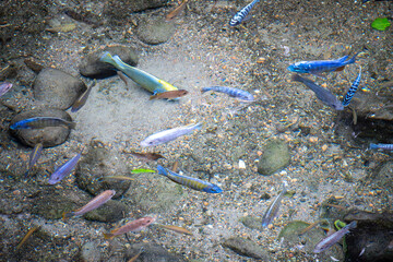 Tropical Fish from Above