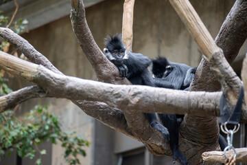 Monkeys at Zoo