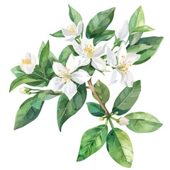 Watercolor Vector painting of a jasmine flower, isolated on a white background, jasmine vector, jasmine clipart, jasmine art, jasmine painting, jasmine Graphic, drawing clipart.