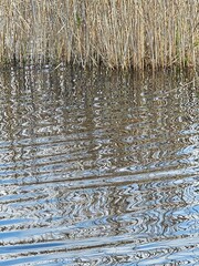 Thickets of coastal reeds. Reflection in water and waves. Spring on the lake.