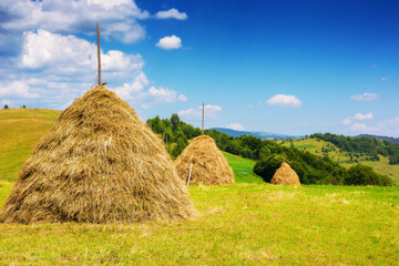 haystacks in a row on a grassy field. beautiful carpathian rural scenery of ukraine in summer....
