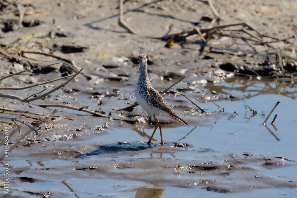 Sticker Greater Yellowlegs
(Tringa melanoleuca) on the river 