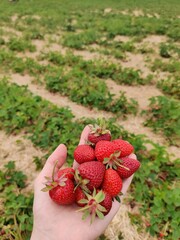 Picking strawberries on a farm in Cambridge .