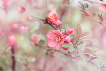 Close-up photo of a pink flower in full bloom on a tree branch.