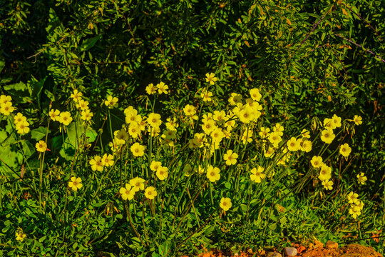 Cluster of pretty yellow oxalis flowers in springtime in the Little Karoo after good rains near Oudtshoorn, Western Cape, South Africa