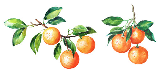  Orange, citrus, orange branch , hand drawn watercolor illustration, dessert, fruit watercolor illustration on transparent background