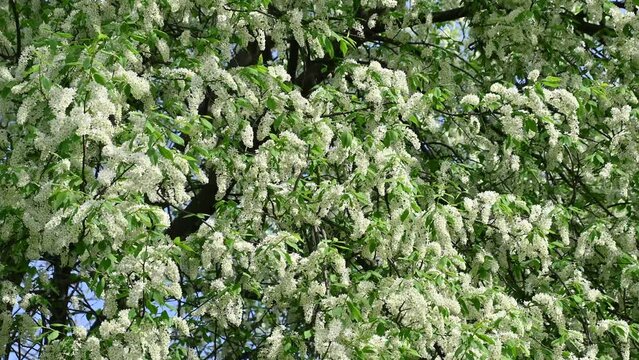 White flowers on a tree. Prunus padus, bird cherry, hackberry, hagberry, Mayday tree. Spring bloom. Floral background.