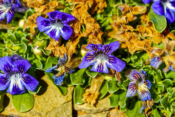 Close-up of tiny Karoo Violet wildflower, also known as the carpet flower growing in veld after...