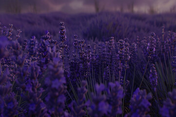 A field of lavender stretches towards the horizon, the purple hue deepening as the flowers sway gently in the breeze.