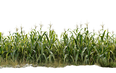 A cornfield on white background,png