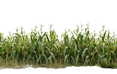 A cornfield on white background,png