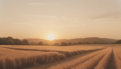 Fototapeta premium sunrise in the field