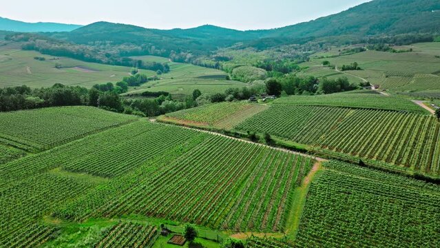 Aerial view of vineyards rows in France. French vineyard plantations. Vine of grapes fields in France.