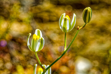 Bulbous Albuca longpipes wildflower from the  Hyacinth family flowering in spring in  the Little...