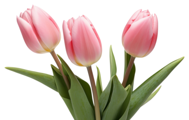 PNG  Tulips blossom flower plant.
